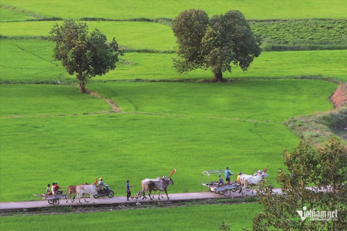 Đồng bào Khmer trên những cánh đồng lúa tốt tươi, mang theo ước mơ về cuộc sống ấm no