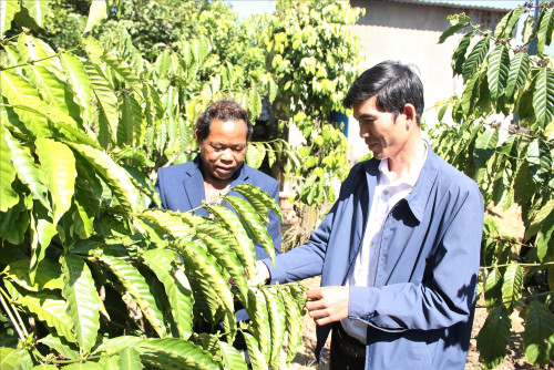 Anh A Glaoh (bên phải), Bí thư Chi bộ kiêm Trưởng thôn Khơk Klong, xã Rờ Kơi thường xuyên tuyên truyền, hướng dẫn người dân cách chăm sóc cây cà phê. (Ảnh: Ngọc Chí)